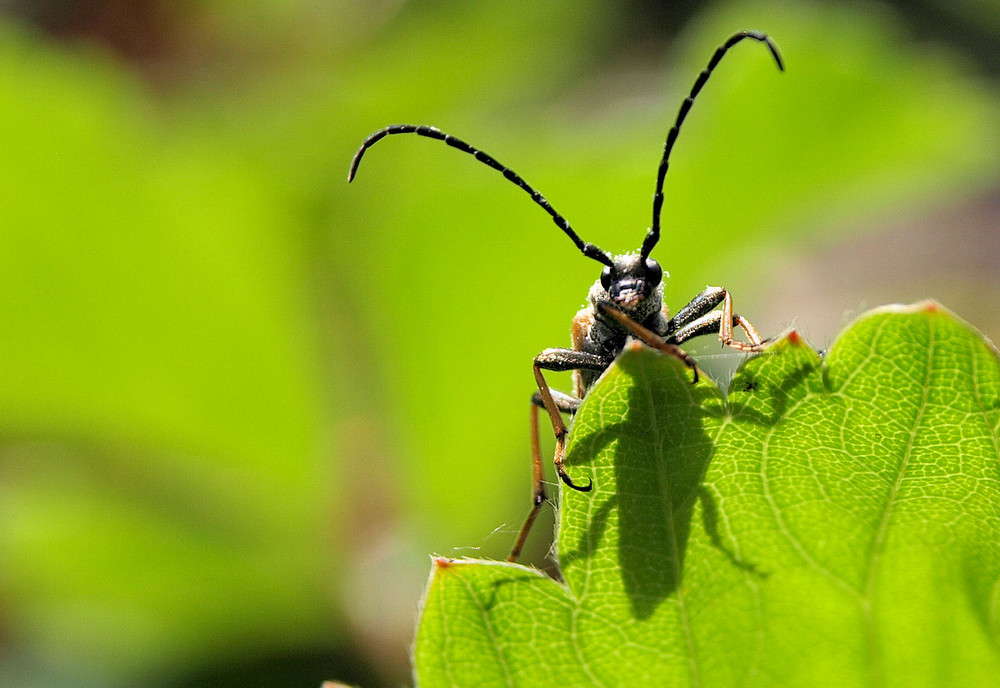 Oedemera femorata oder " Gemeiner Scheinbockkäfer "