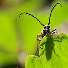 Oedemera femorata oder " Gemeiner Scheinbockkäfer "