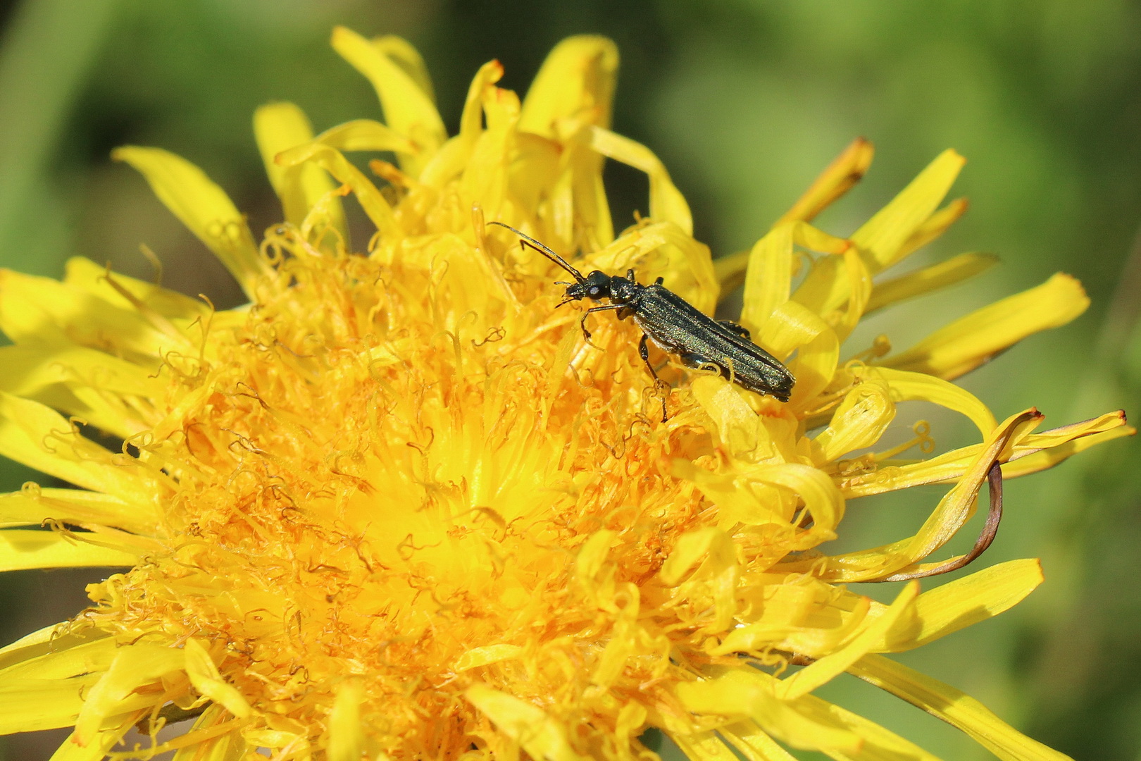 Oedemera lurida