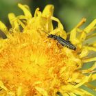 Oedemera lurida