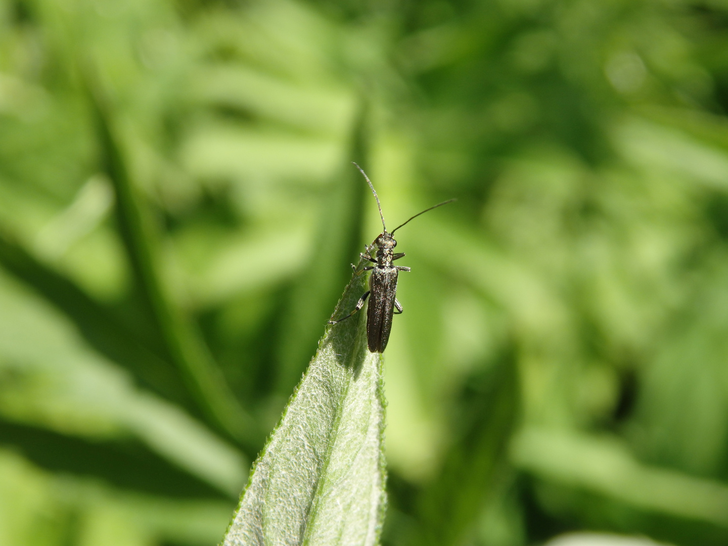 Oedemera lurida - auch wieder da !