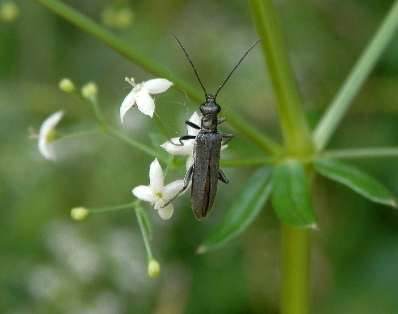 Oedemera lurida auf Labkraut