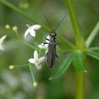 Oedemera lurida auf Labkraut