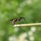 Oedemera lurida - Weibchen bei der Eiablage