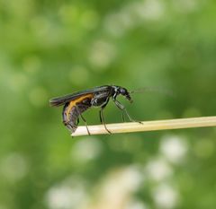 Oedemera lurida - Weibchen bei der Eiablage