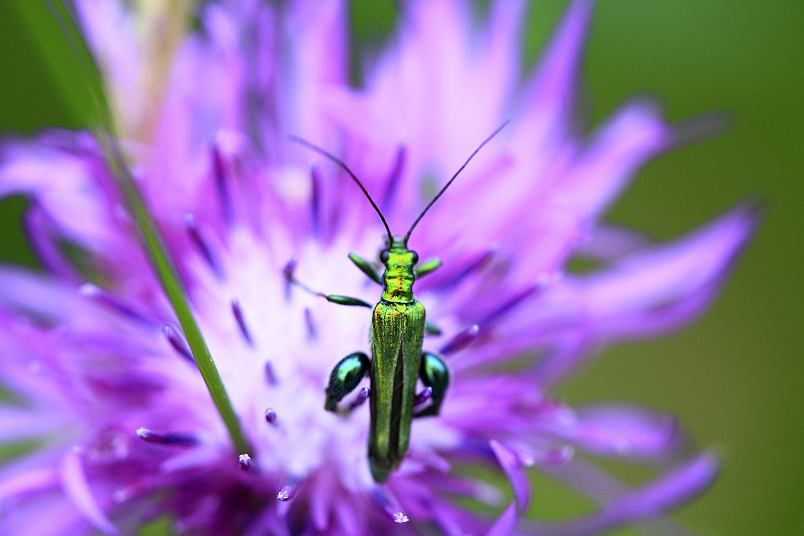 Oedemera nobilis Imagen & Foto animales, invertebrados , el mundo de