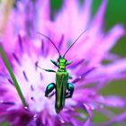 Oedemera nobilis