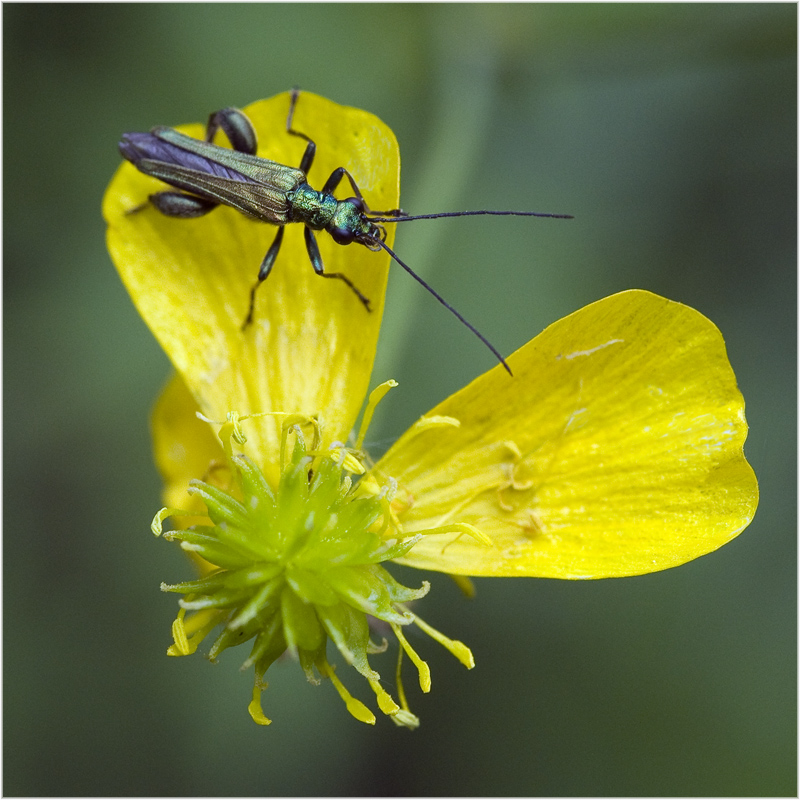 Oedemera nobilis (2)