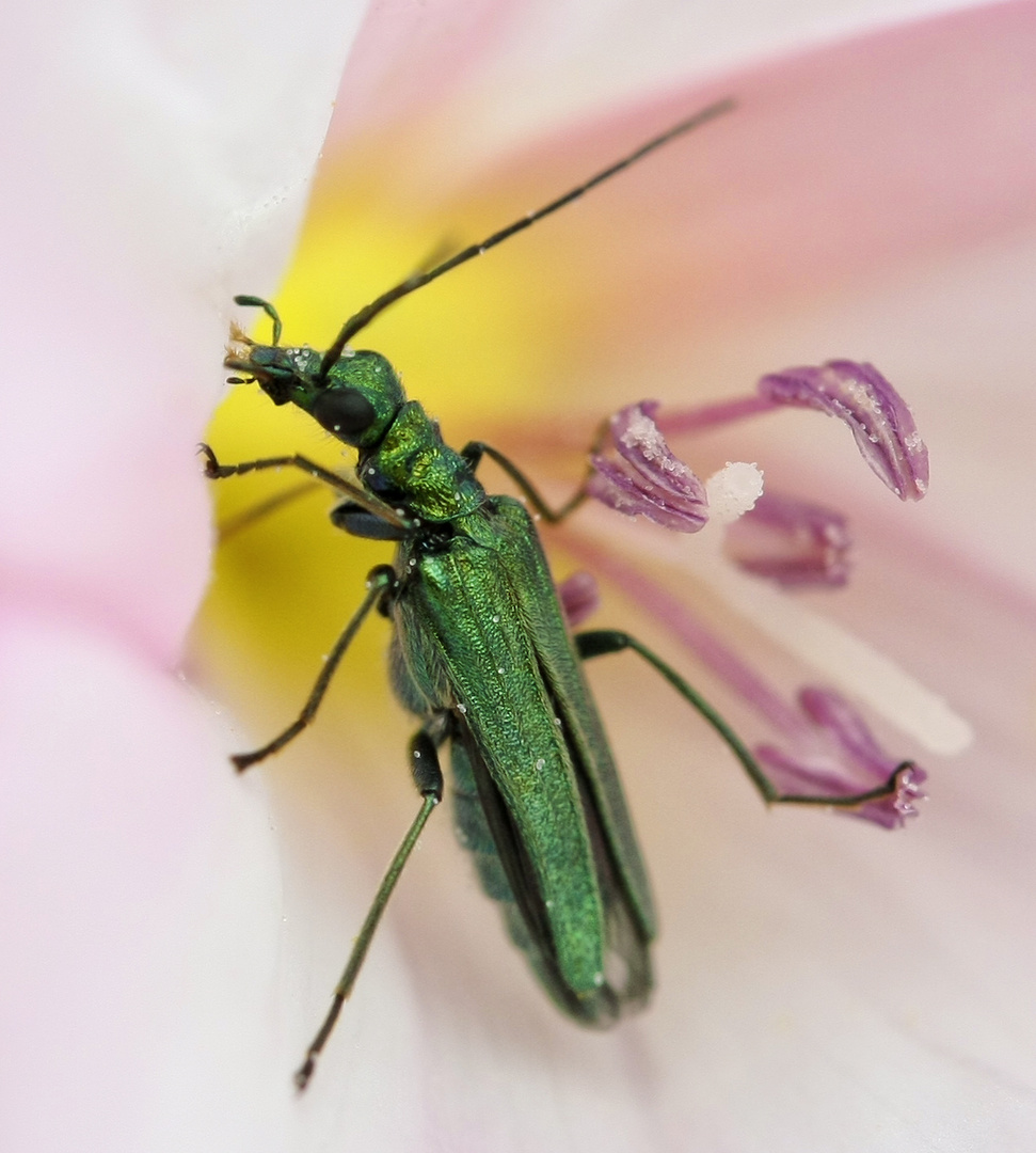 Oedemera nobilis