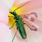 Oedemera nobilis