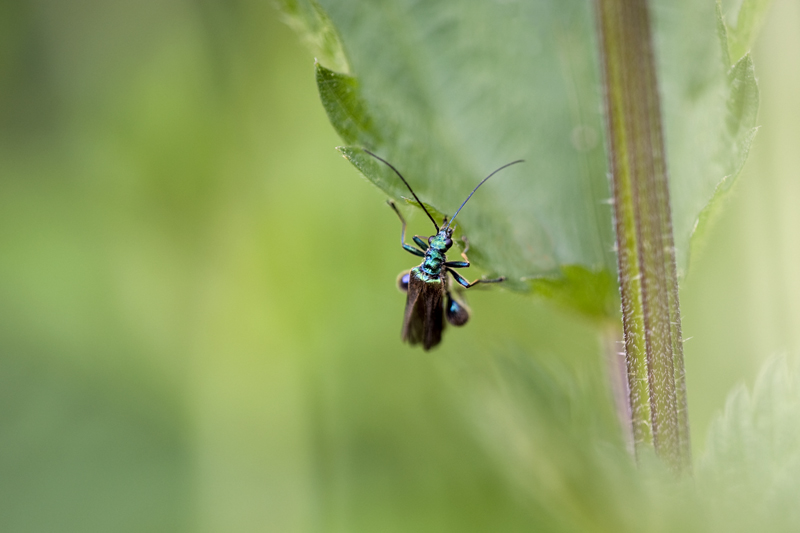 Oedemera nobilis