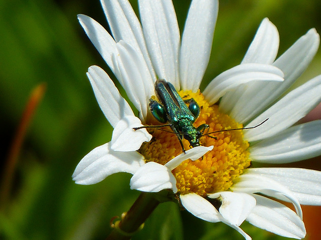 Oedemera nobilis