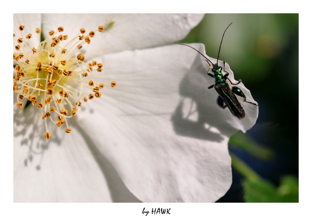 Oedemera nobilis