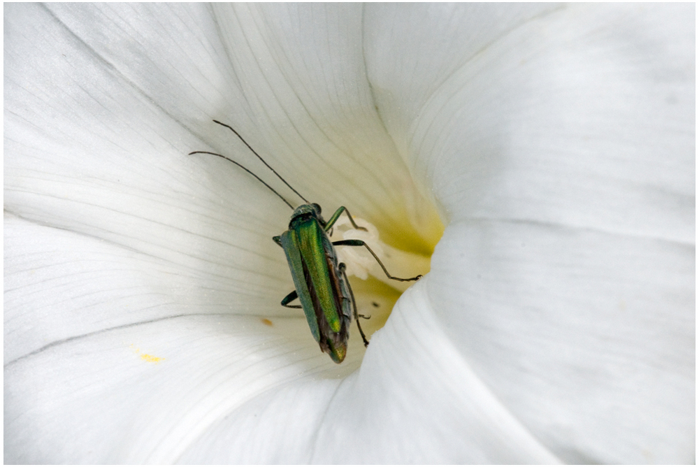 Oedemera nobilis et liseron