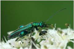 Oedemera nobilis et son casse-croute