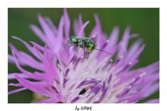 Oedemera nobilis Frontal