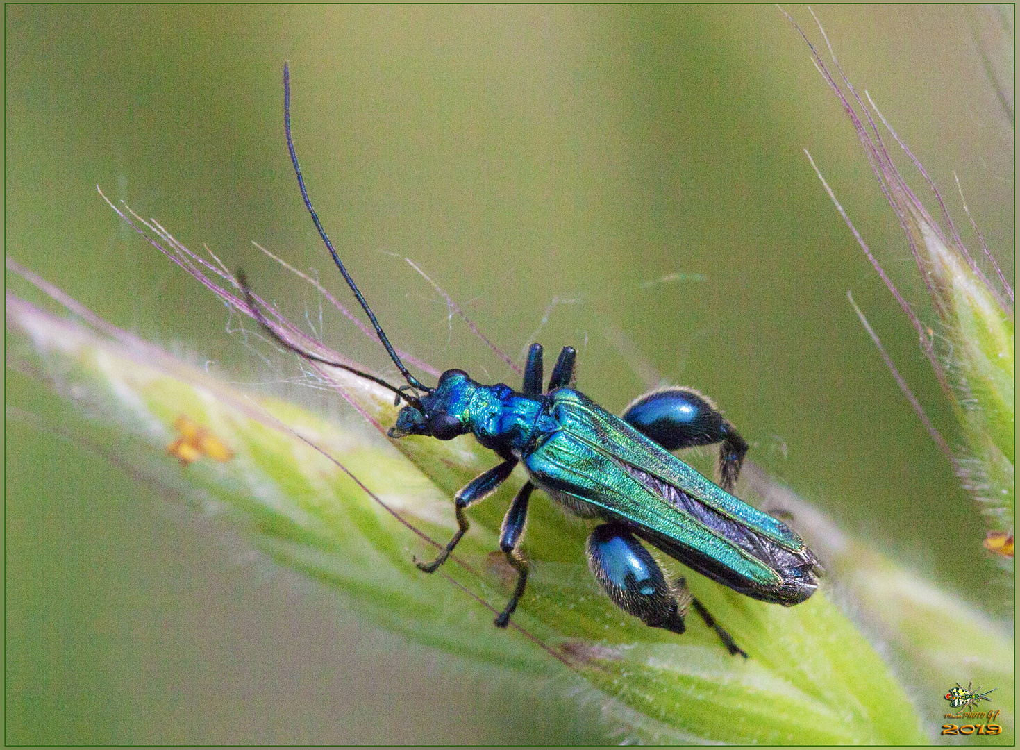 Oedemera nobilis maschio (Scopoli, 1763)