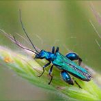 Oedemera nobilis maschio (Scopoli, 1763)