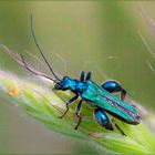 Oedemera nobilis maschio (Scopoli, 1763)