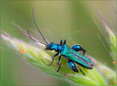 Oedemera nobilis maschio (Scopoli, 1763)