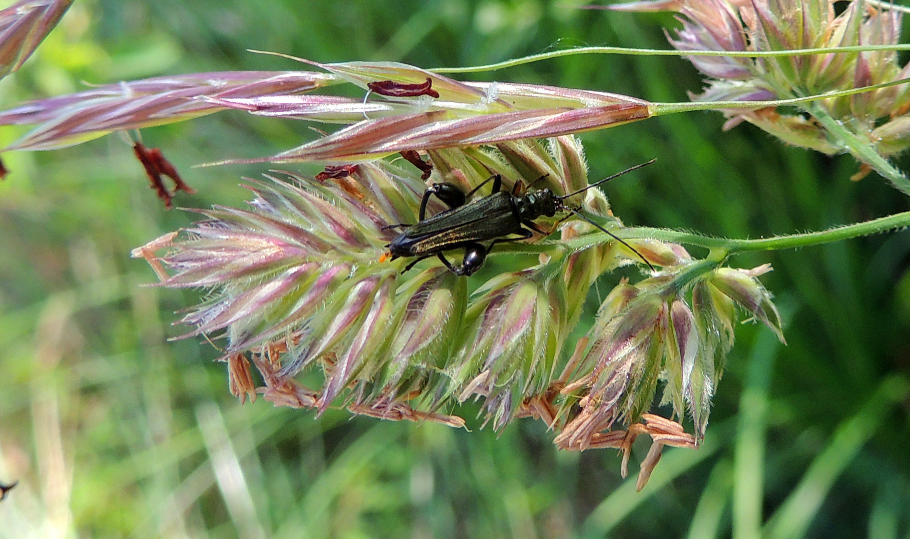 Oedemera nobilis mâle