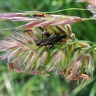 Oedemera nobilis mâle
