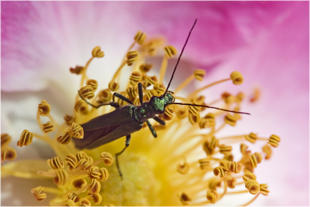 Oedemera nobilis sur rose