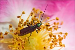 Oedemera nobilis sur rose