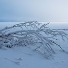 Ödensee Schnee Nebel Sonne kommt