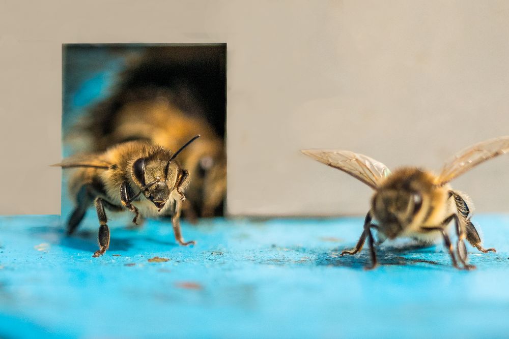 Oedheimer Impressionen. Geschäftiges Treiben am Bienenstock.