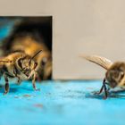 Oedheimer Impressionen. Geschäftiges Treiben am Bienenstock.