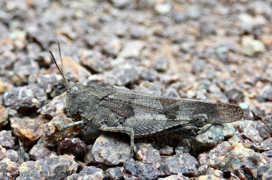 Oedipoda caerulescens