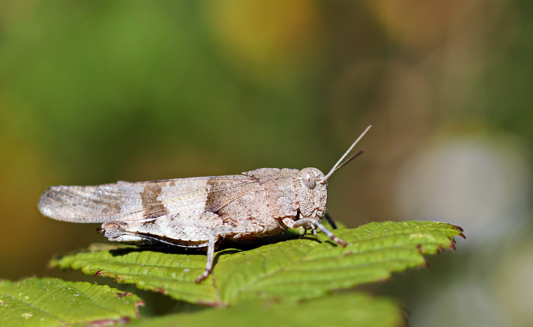 Oedipoda caerulescens