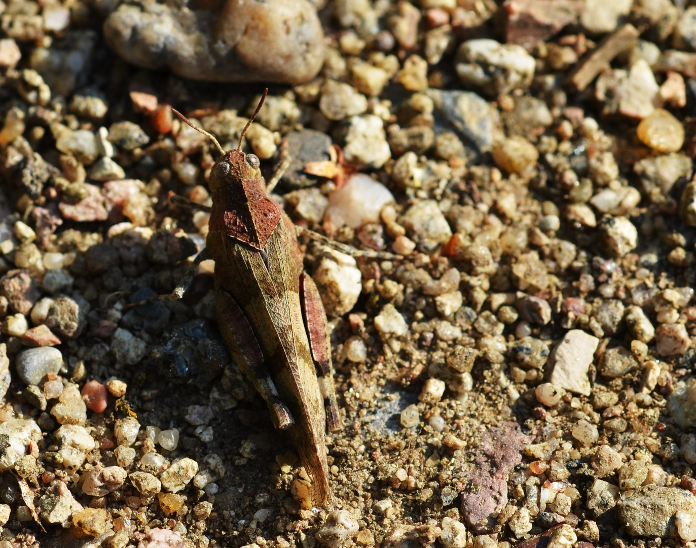 Oedipoda caerulescens - Blauflügelige Ödlandschrecke 2