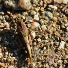 Oedipoda caerulescens - Blauflügelige Ödlandschrecke 2