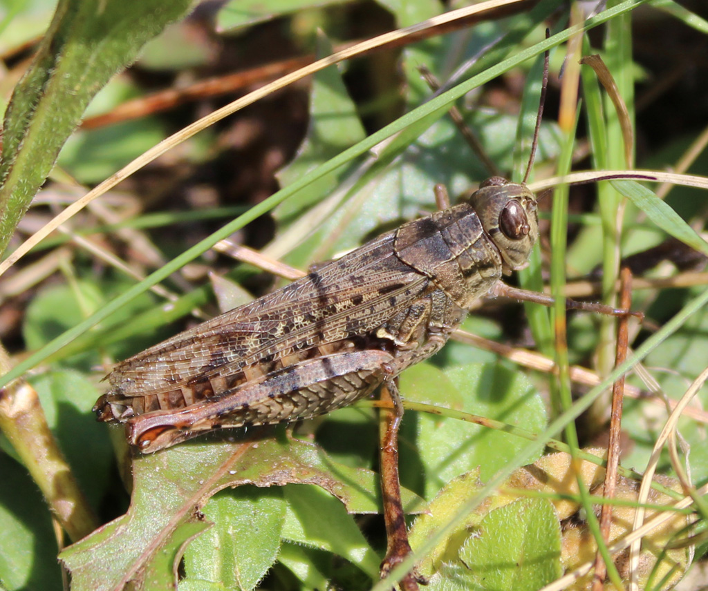 Oedipoda germanica- rotflügelige Ödlandschrecke