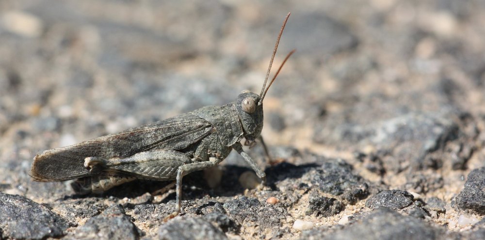 Oedipoda germanica - Rotflügelige Ödlandschrecke