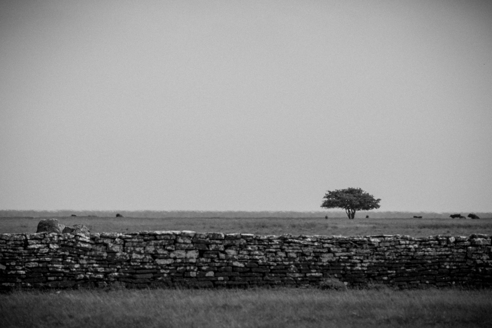 Ödland,...ääh nein Öland hiess das Eiland