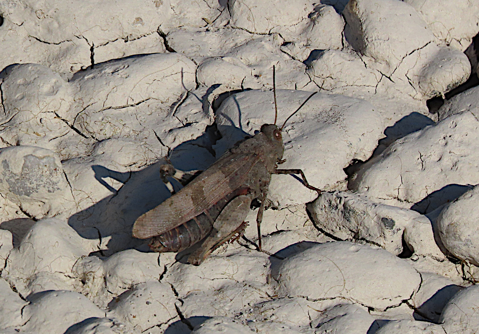 Ödlandschrecke (Oedipoda caerulesvens) am Ufer des Tagliamento