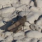 Ödlandschrecke (Oedipoda caerulesvens) am Ufer des Tagliamento