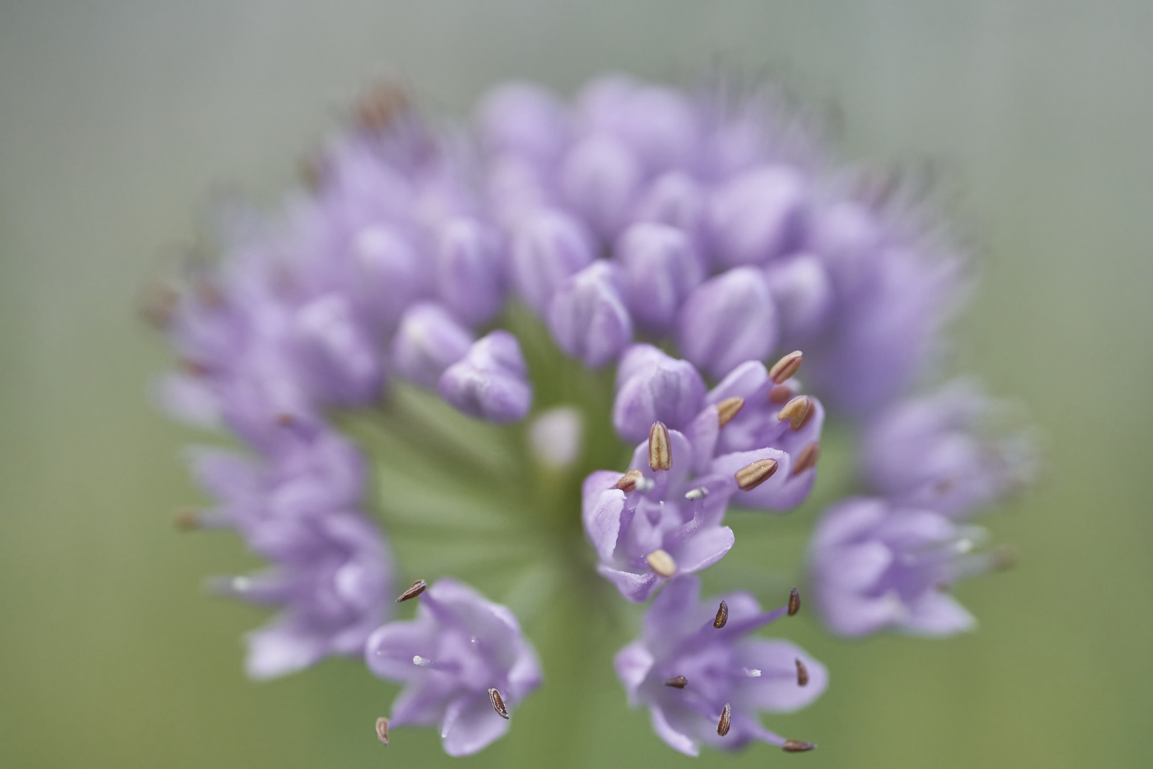 Öffnung Foto & Bild pflanzen, pilze & flechten, blüten
