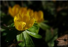 Öffnungszeiten: Nur bei Sonne