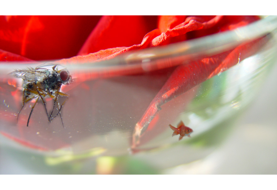 öfter mal das Blumenwasser wechseln