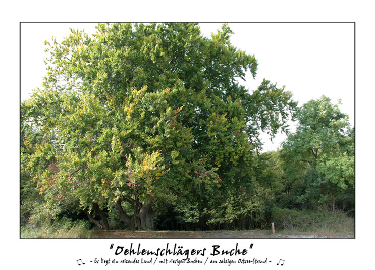 "Oehlenschlägers Buche"