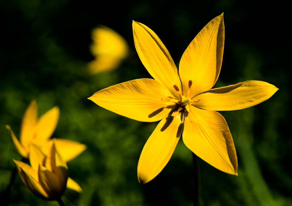 Öhm.. gelbe Blume!