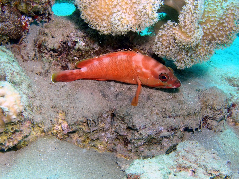 öhm...ein roter Fisch