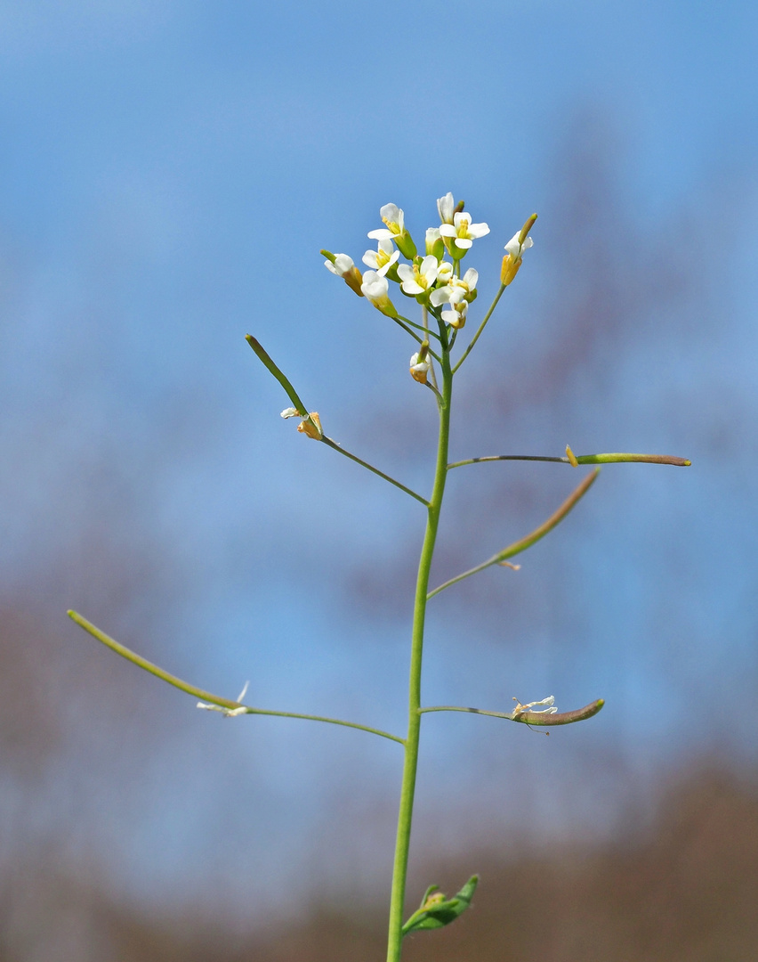ÖhrchenGänsekresse (Arabis auriculata) Foto & Bild pflanzen, pilze