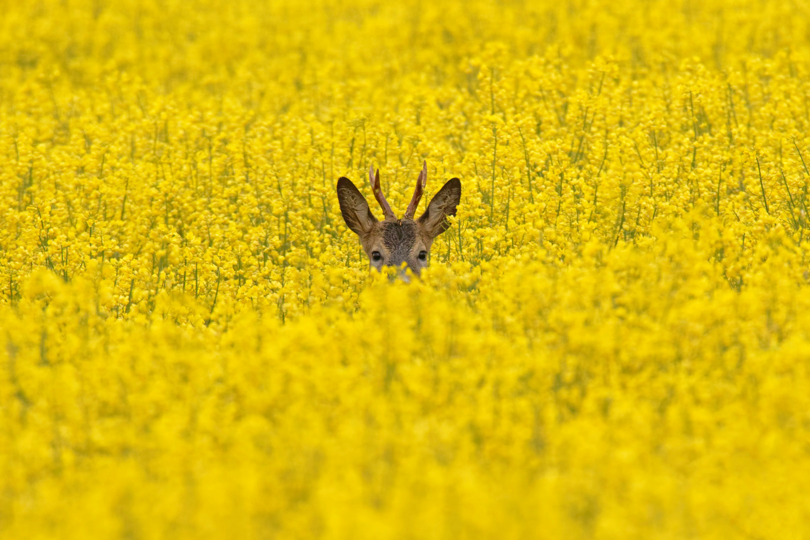 Öhrchen im Raps!  Rebock -  Capreolus capreolus ( Gabler) im Raps