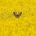 Öhrchen im Raps!  Rebock -  Capreolus capreolus ( Gabler) im Raps