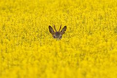 Öhrchen im Raps!  Rebock -  Capreolus capreolus ( Gabler) im Raps